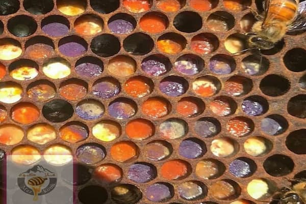 گرده گل کوهی رنگارنگ؛ انتخاب تاجران حرفه‌ ای خرید
